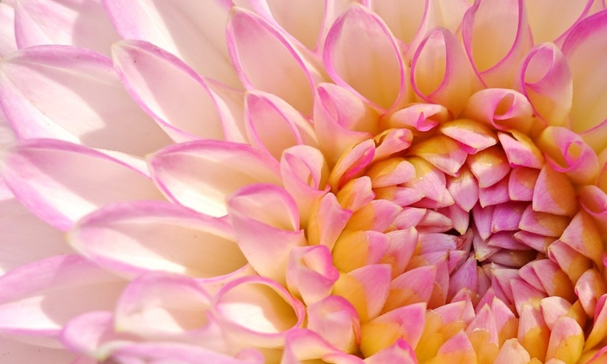 dahlia, flower background, plant-3543273.jpg